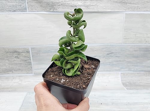 Miniatura 4 de Hoya Compacta - Plantas de interior raras vivas con cuerda hindú (todas las plantas son plantas completamente enraizadas) en 4 pulgadas por