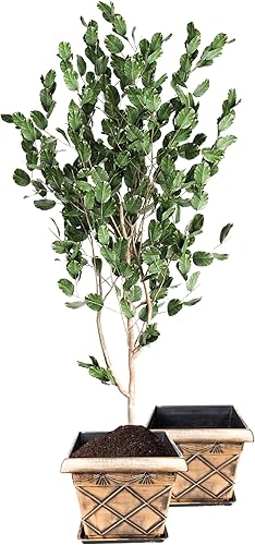 Miniatura 3 de Maceta cuadrada rústica de plástico de 12 pulgadas (juego de 2 macetas + 2 bandejas a juego), maceta para habitación del bebé, para interiores y