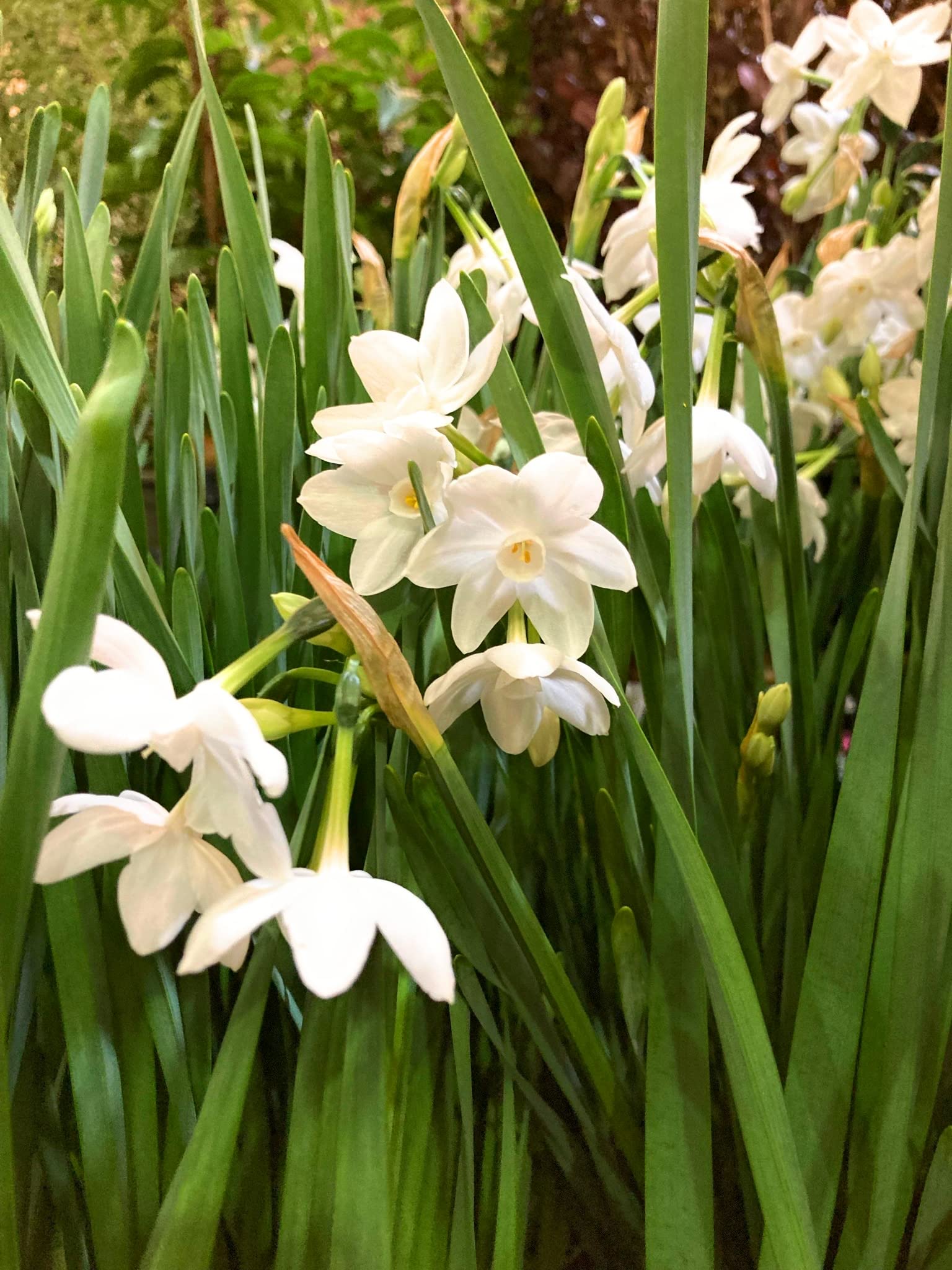 30 Bulbs of Daffodil (Paperwhite/Narcissus papyraceus) Includes Postage