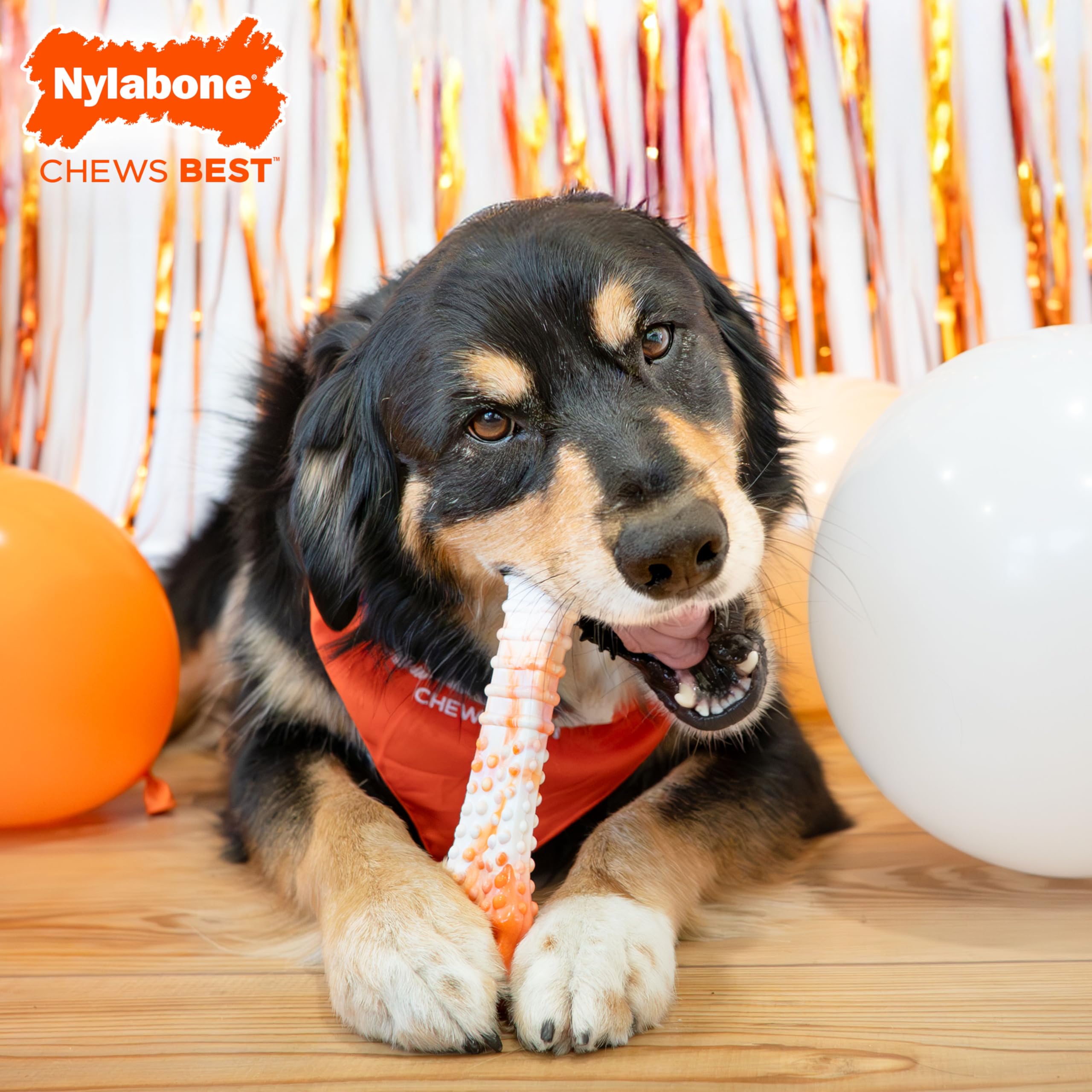 Nylabone Original Bone Power Kauspielzeug für Hunde zum 70. Geburtstag, langlebiges und Robustes Hundespielzeug für Aggressive Kauer, mit geröstetem Huhngeschmack, Größe XL, 1 Stück