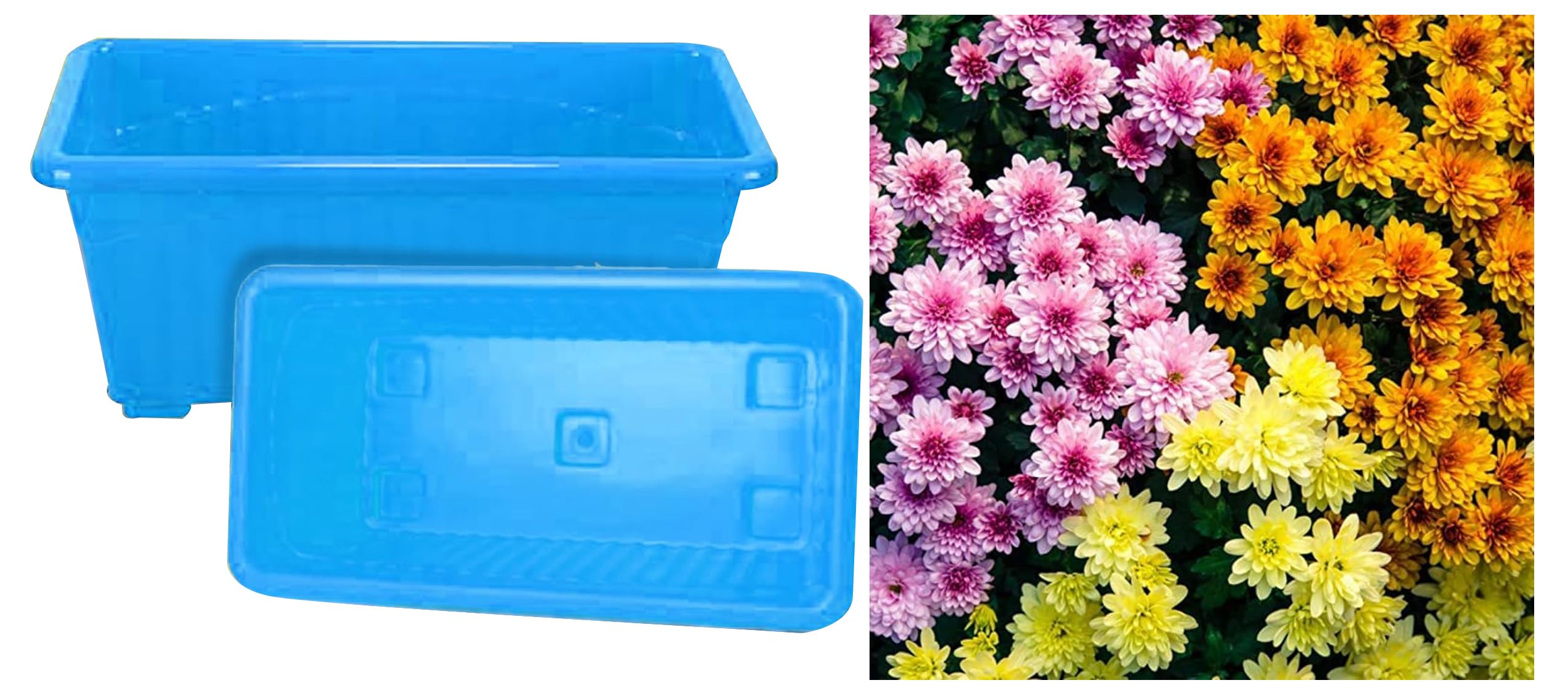 Kraft Seeds Chrysanthemum Flower Seeds (1 Packet, Mix 300 seeds) & Kraft Seeds Plastic Window Planters (1 Pc, 14 Inch, Blue) (B0CCTXY5Q1) Amazon Price History, Amazon Price Tracker