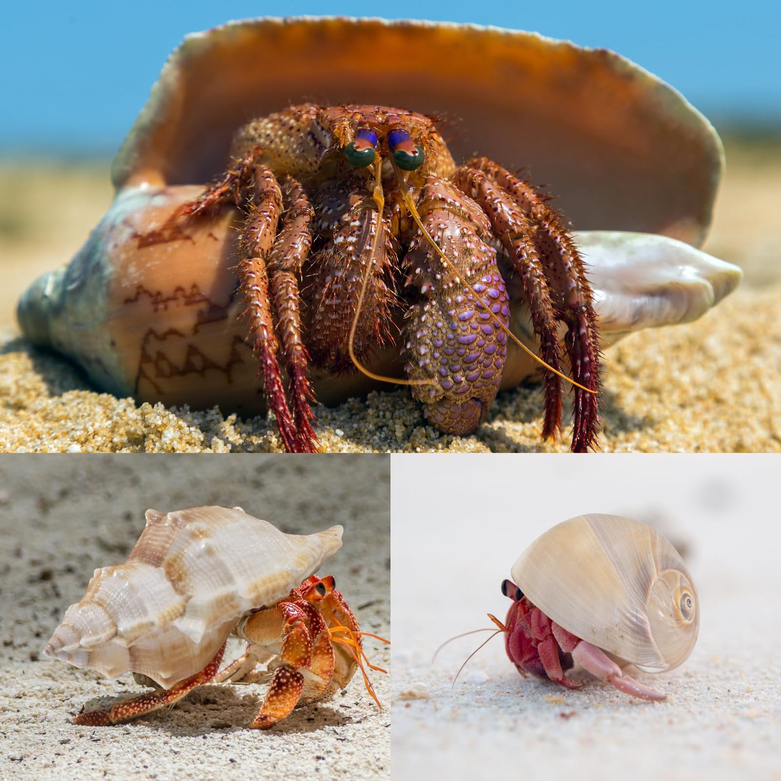 【中古】 海の生き物の飼い方 カニやヤドカリだけじゃない海にはいろんな生き物がい/成美堂出版/富田京一 海の生き物の飼い方 カニやヤドカリだけじゃない海にはいろんな