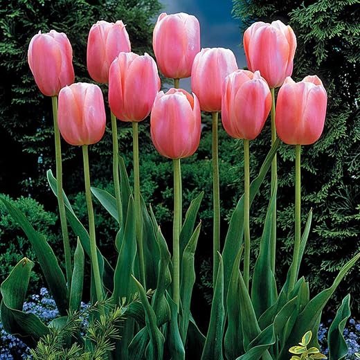 I Bulbi Di Tulipano Hanno Un Colore Tenue E Possono Essere Abbinati A Una Varietà Di Fiori, Sono Ampiamente Utilizzati Nei Giardi, Sono Adatti Per La Decorazione Paesaggistica, 10bulbi