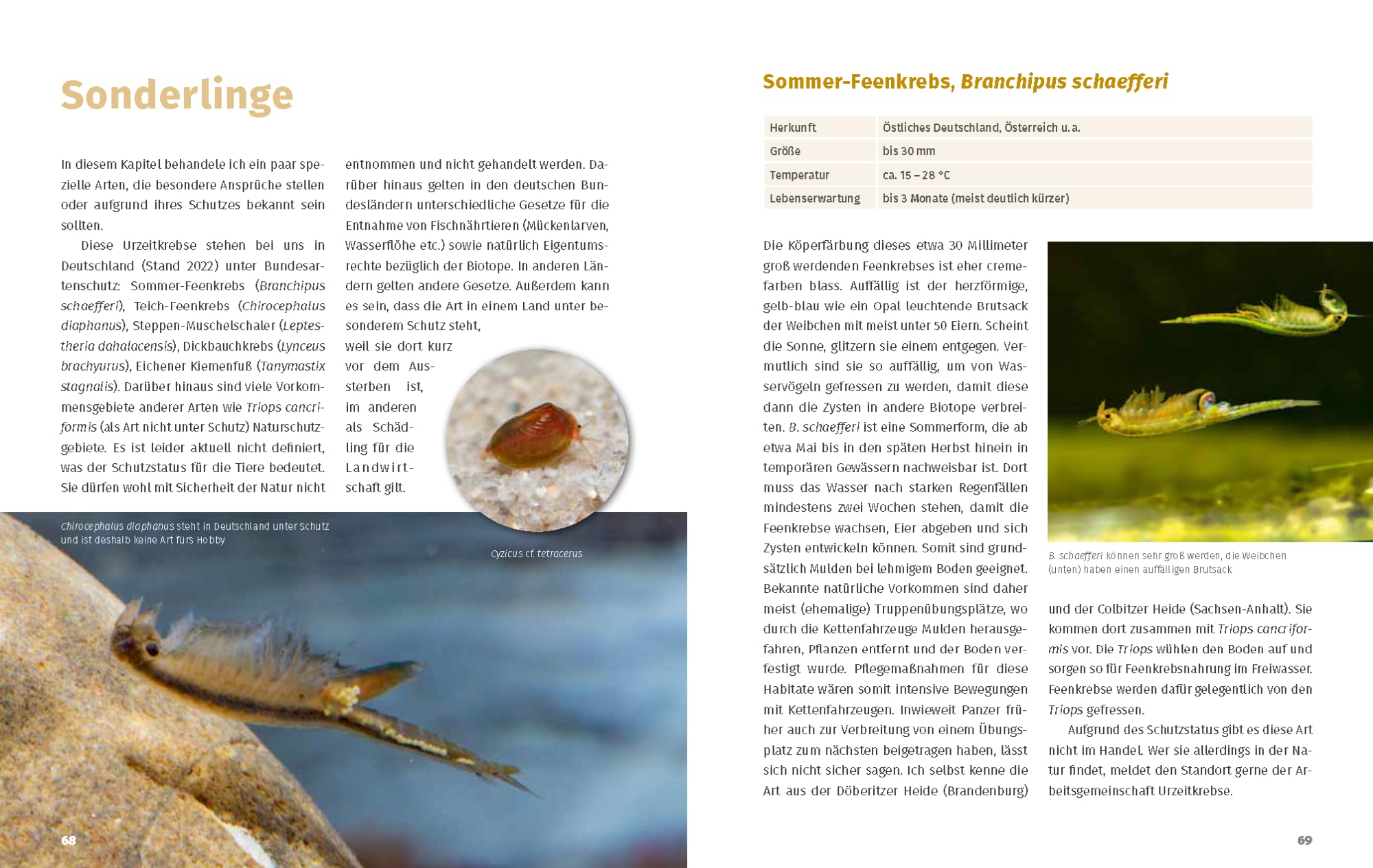 Urzeitkrebs-Fibel: Triops, Feenkebse, Artemia & Co.