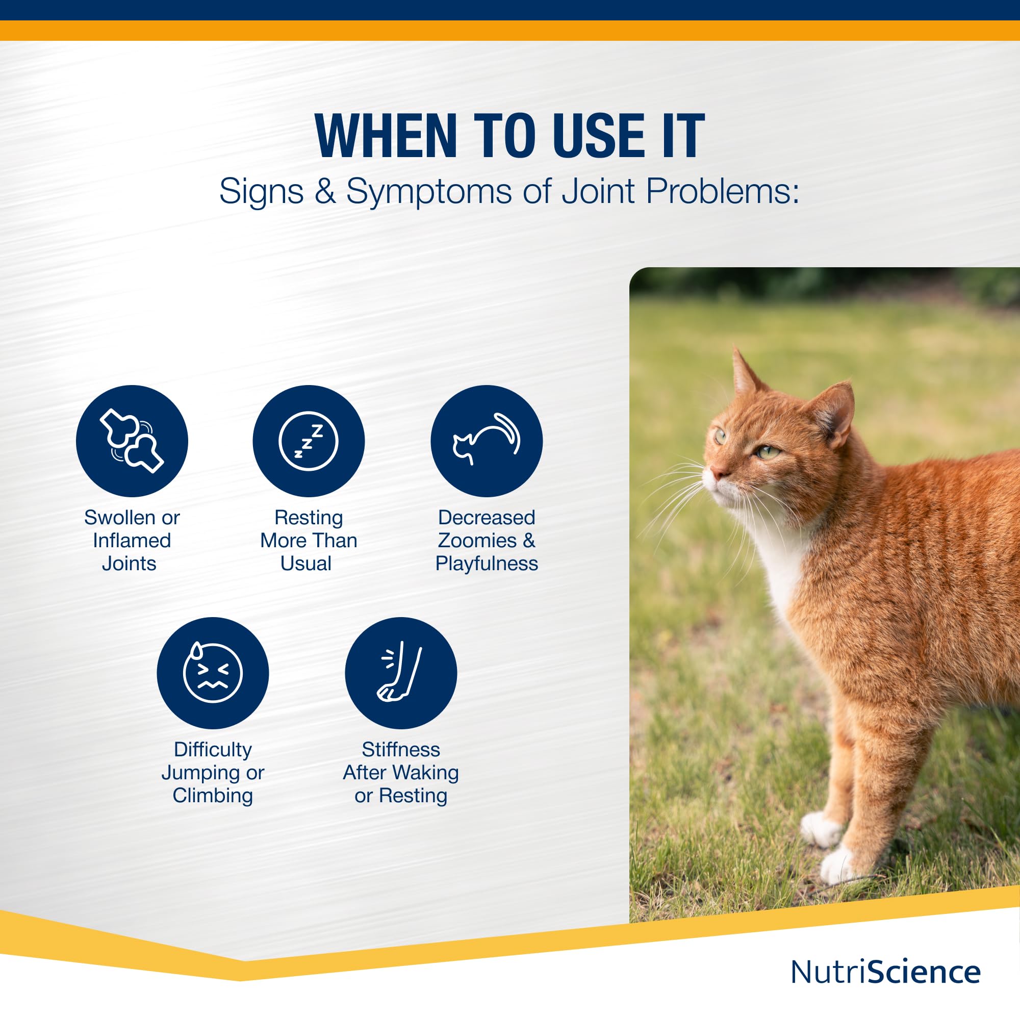 NutriScience ArthriAid Omega Cat Gel – Saveur saumon, complément pour articulations des chats (50 ml) – Avec glucosamine, chondroïtine, MSM et oméga 3 – Soutient la santé et la mobilité articulaires