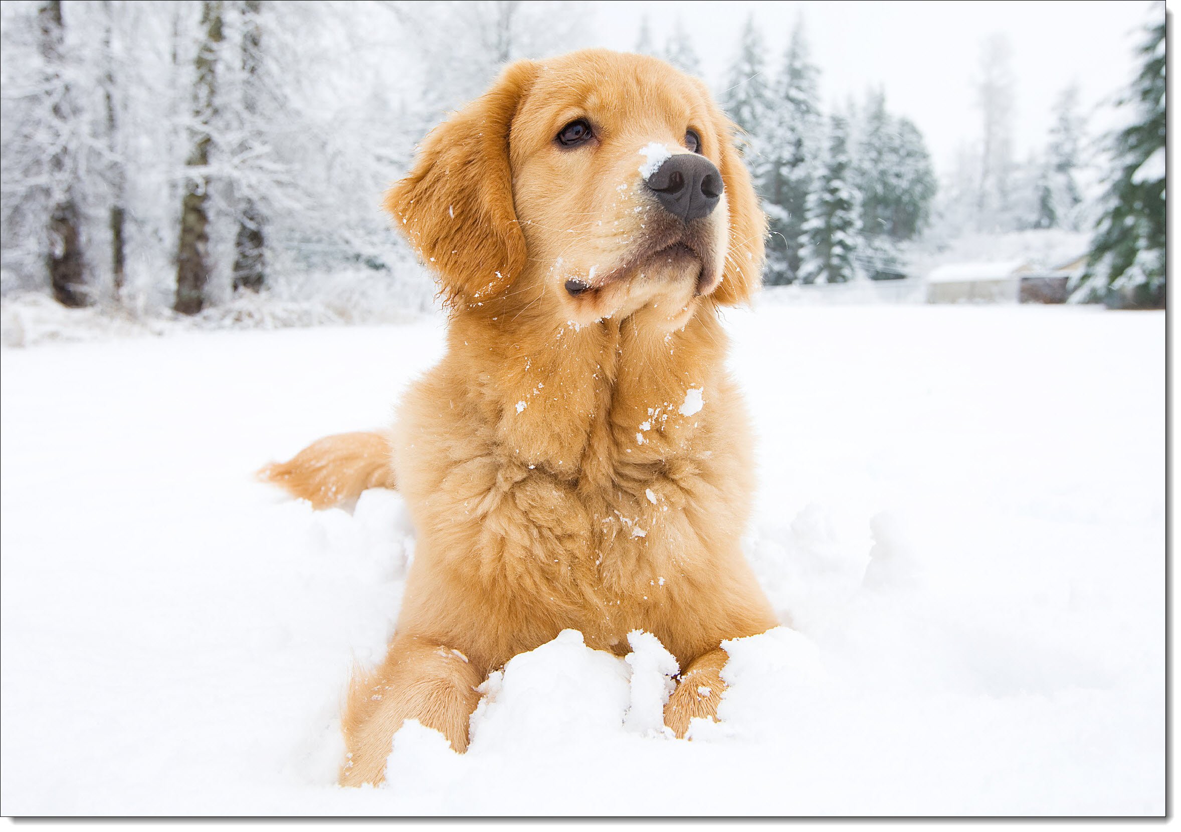 doodlecards Pack of 10 Christmas Cards and Envelopes Dog & Dogs. Printed in UK, Premium Quality & 100% Recyclable.