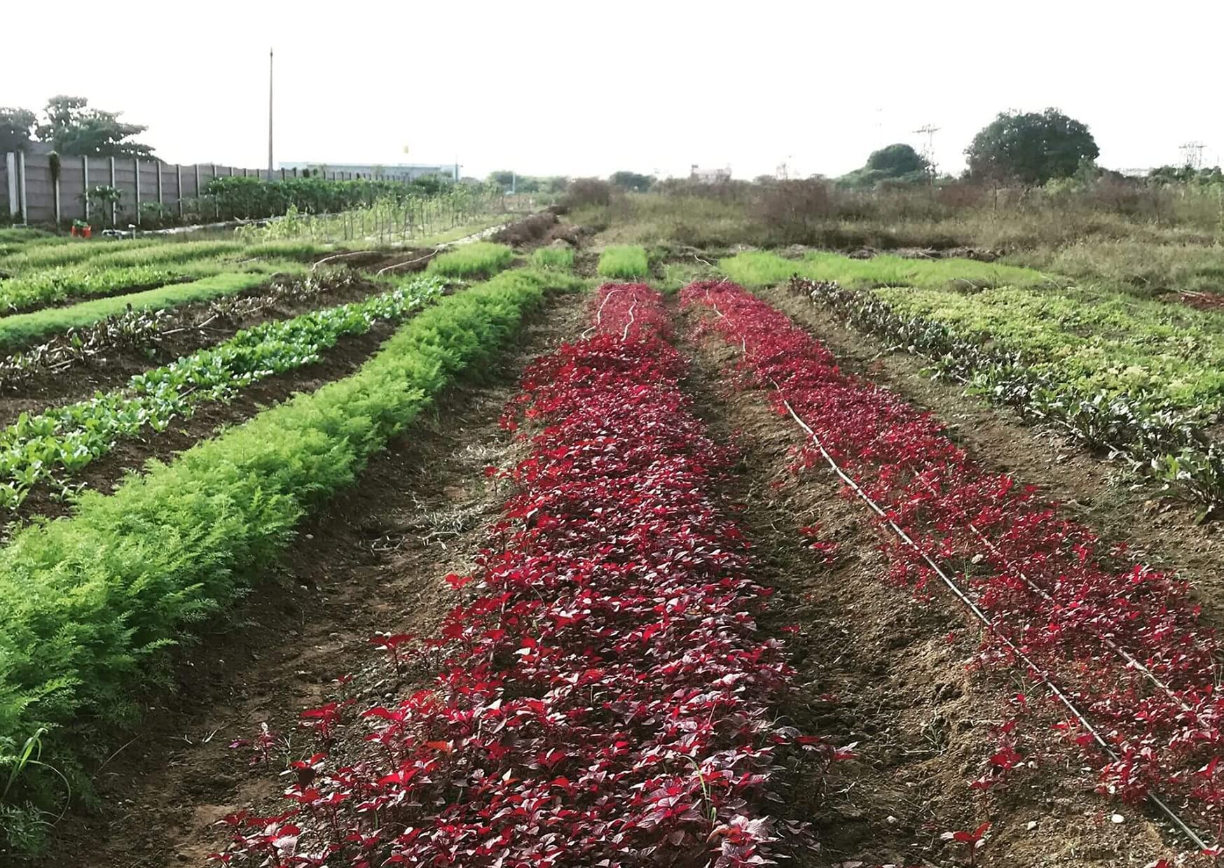 Buy Golden Hills Farm Hybrid Amaranthus, Red Amaranth , Rajgira Seed