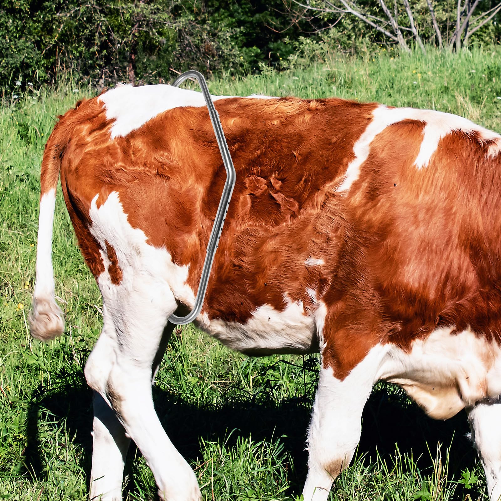 VALICLUD Varilla Anti-patada para Vacas de Granja de Acero Inoxidable Gruesa, Almohadillas de Goma, Práctica Barra de Parada de Patada para Ganado Lechero, Uso en Ordeño y Manejo