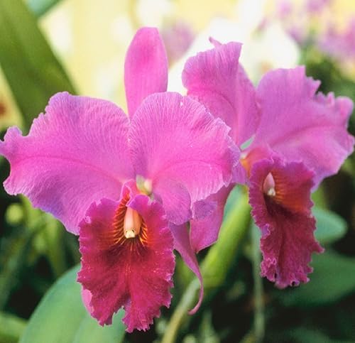 Risalana Hawaiian Cattleya Orchid Plant 2" Pot ~ Grow Hawaii