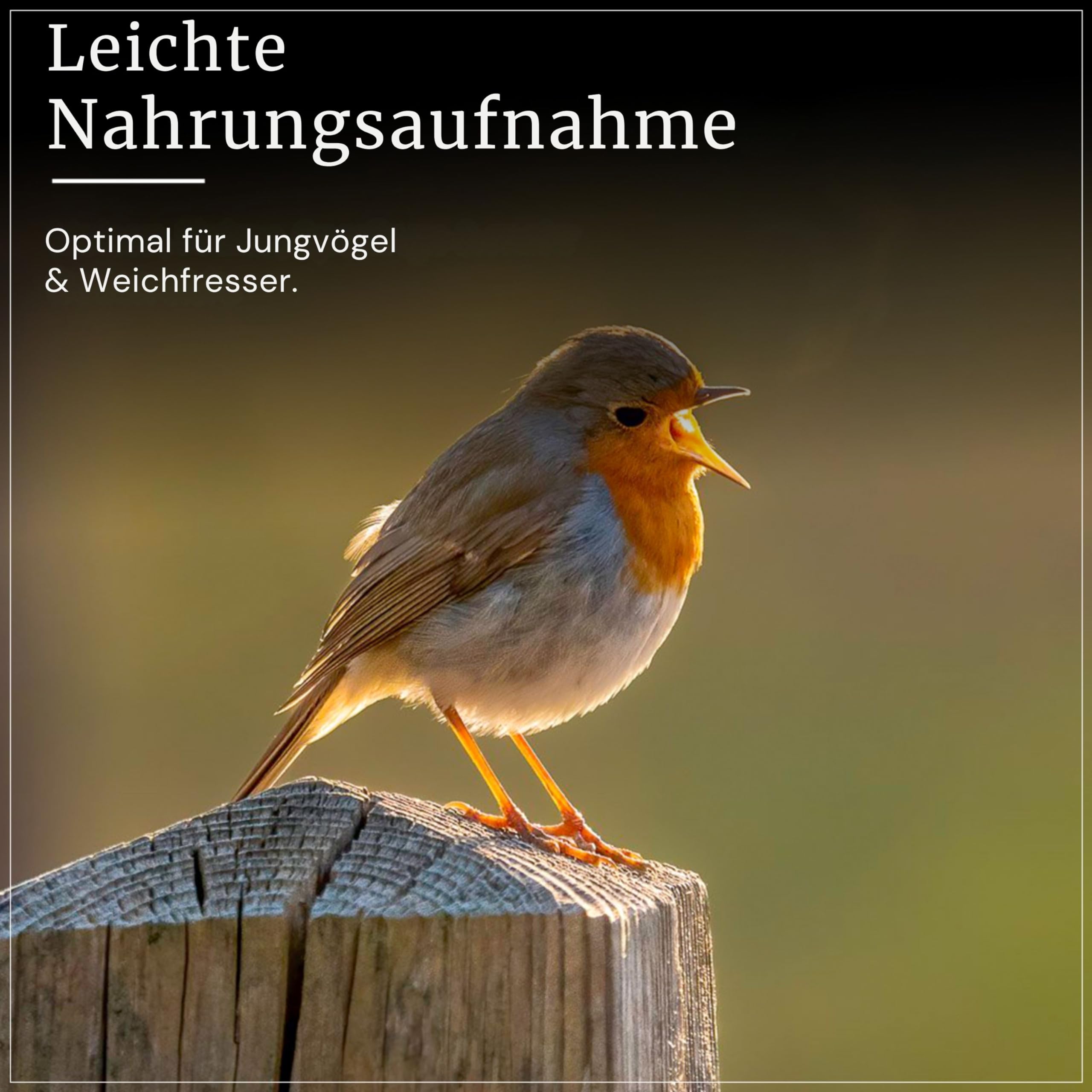 Erdtmanns Sommer-Meisenknödel ohne Netz im Eimer 3 kg – nachhaltige Vogelfütterung mit Fruchtpellets & Getreideflocken – leichte Nahrungsaufnahme – ideal für Sommerfütterung