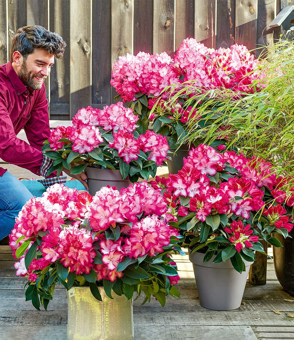 BALDUR Garten 1x Rhododendron XXL, Pflanze im 3 Liter-Topf, enorm groe  zweifarbige Blten, karminroter Rand, weies Bltenherz, ideal fr Balkon &  Terrasse, winterhart, immergrn & bienenfreundlich : Amazon.de: Garten