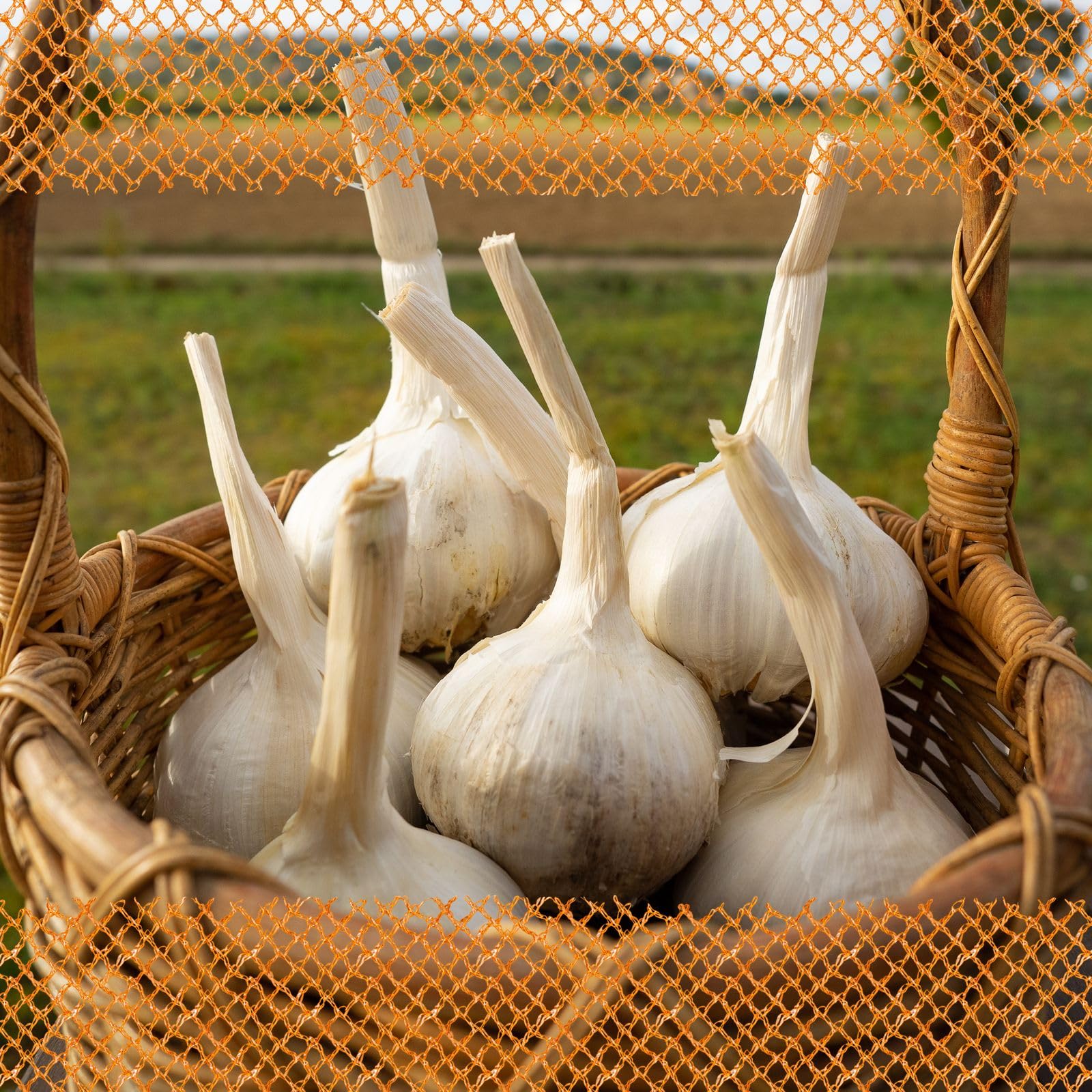 FLORTUS – Winterpflanzknoblauch Valdichiana Elefantenknoblauch 20 Zehen zertifiziertes Pflanzgut, keine Samen – Zehengröße 24-40 mm – winterhart, sehr große Steckzehen mild im Geschmack