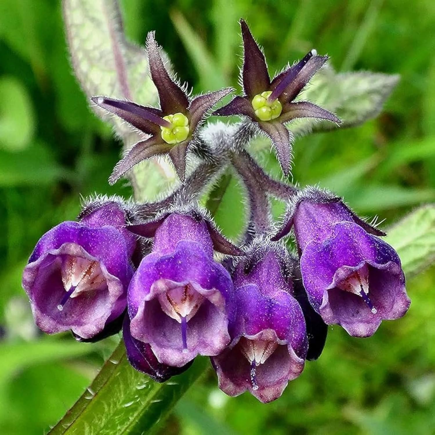100 Symphytum Officinale Comfrey Seeds - Perennial Symphytum Officinale Comfrey Herb Non-GMO Heirloom Garden Seeds product thumbnail 5