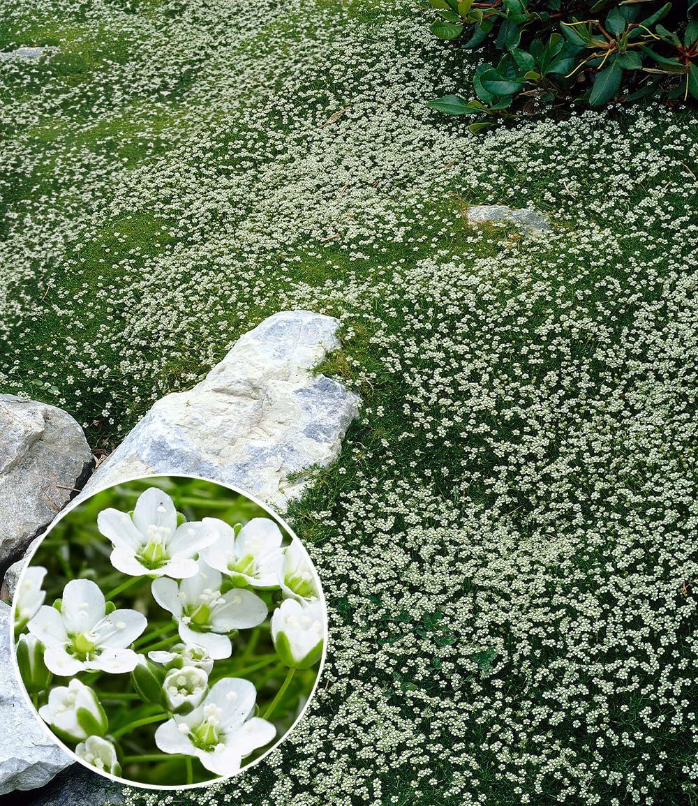 Baldur Garten 3x Hardy Star Moss Plants in 9 x 9 cm Pot Evergreen ground cover with star flowers forms dense carpets in the garden easy to clean and undemanding hardy perennial