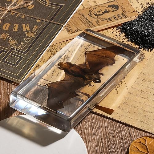 Miniatura 71 de Espécimen de esqueleto de murciélago real en resina para educación científica en el aula, gran regalo para fanáticos de la taxidermia, cráneo