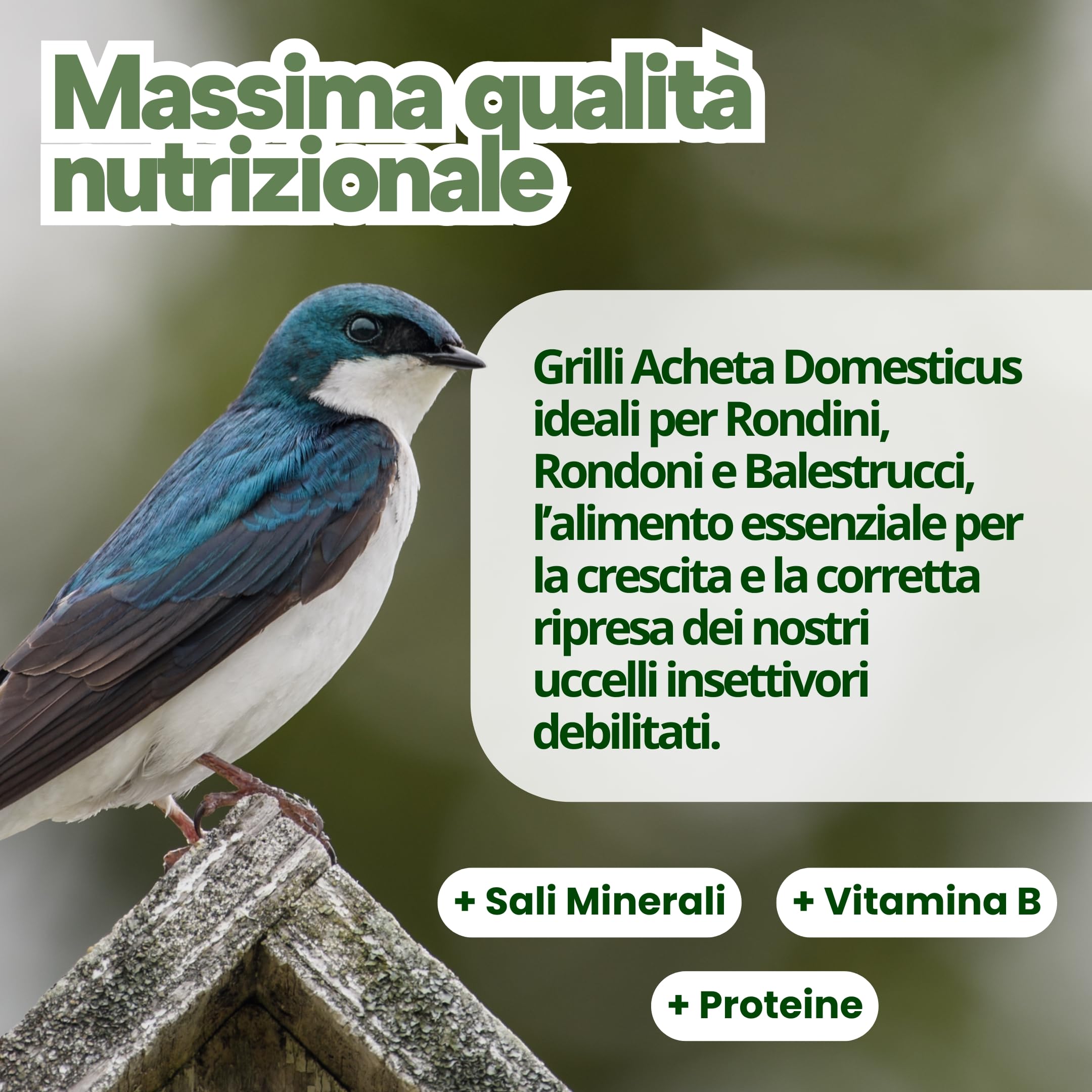 Grilli Liofilizzati 500ml Mangime Uccelli Selvatici Rondini, Rondoni, Balestrucci e Altri Uccelli Insettivori Ideale anche per Geco, Camaleonte, Tartarughe e Pesci Grilli per Rondini Cibo Alta Qualità