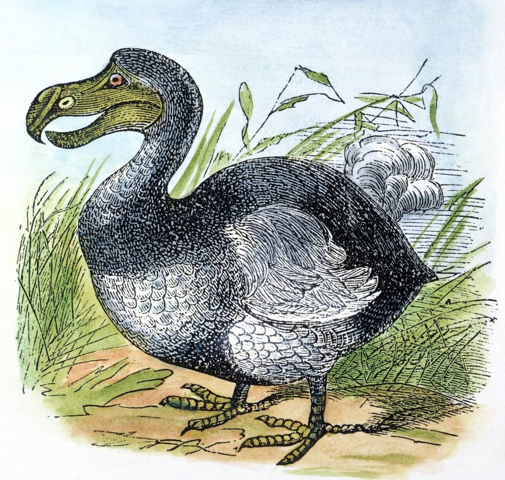 Amazon.com: Mauritius Dodo Nthe Mauritius Dodo (Raphus Cucullatus