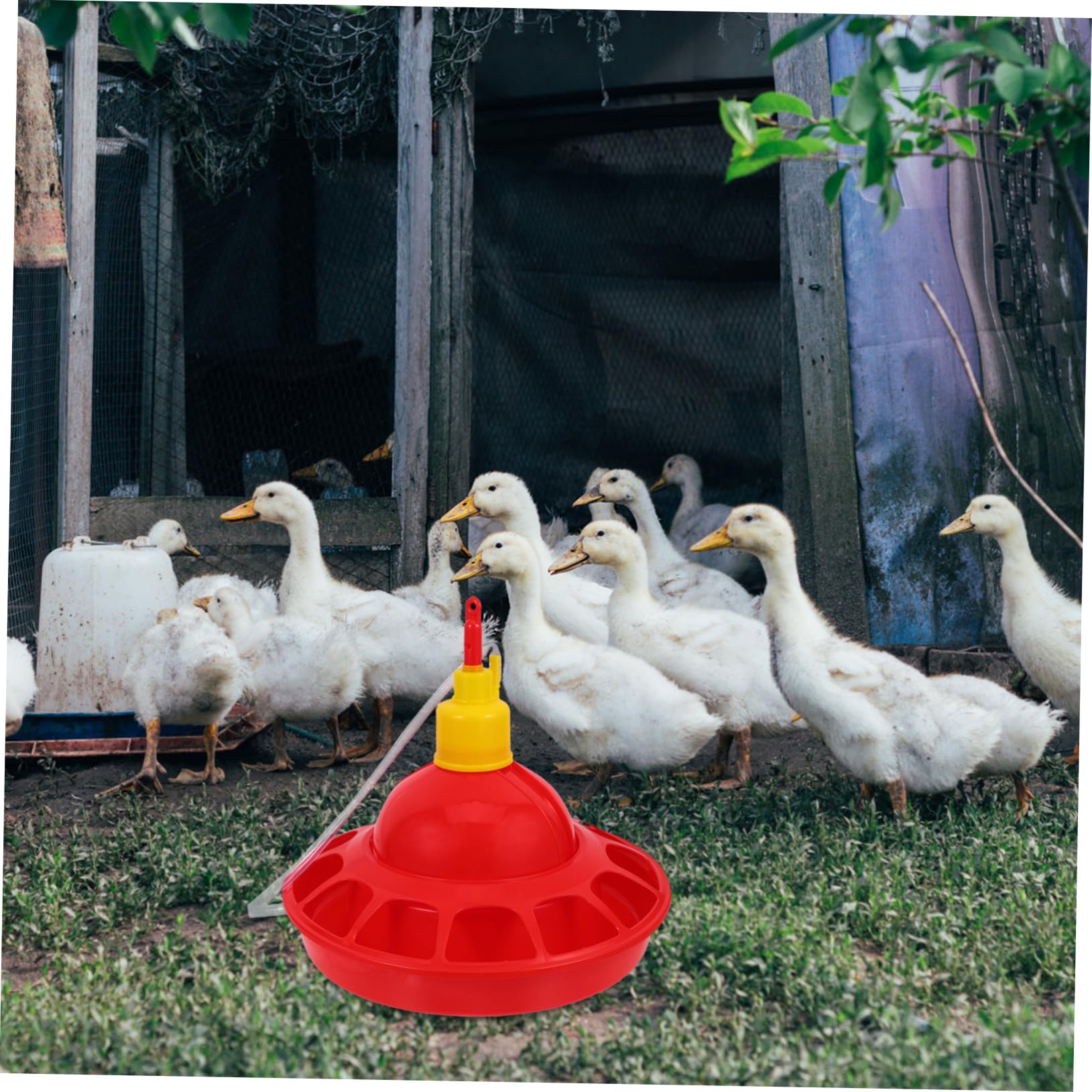 Milisten Abbeveratoio Automatico Strumento Essenziale in Pp per Pollame Design Unico e Materiale Stabile per Allevamento di Galline in Zoo e Negozi di Animali