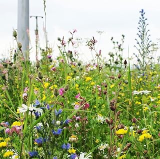 Colour Bright Wildflower Seed Mix 100% 50g (Covers 25 sq m) s/l AP3 SLH