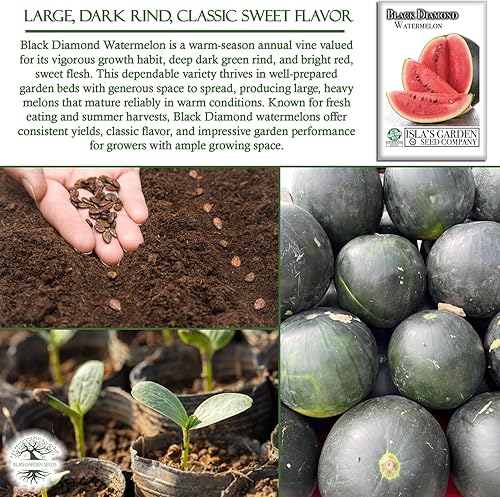 Miniatura 5 de Semillas de sandía "Black Diamond" para plantar, más de 50 semillas de reliquia por paquete, semillas de jardín de Isla (semillas de jardín de