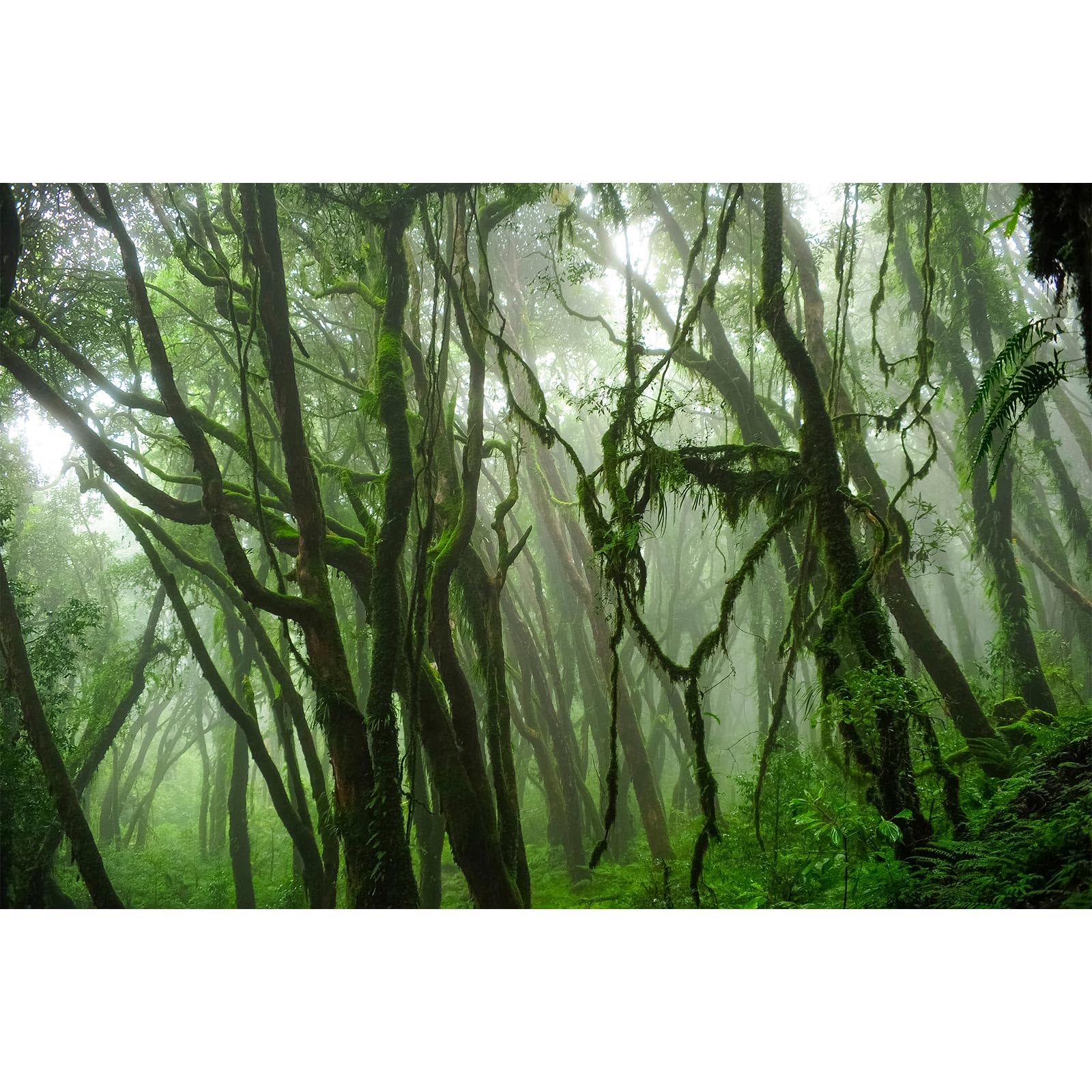 Tropical Fish Tank Background Jungle Reptile Terrarium Background Forest with Moss Reptile Tank Background Tropical Rainforest Jungle Enchanted Forest Woods Old Tree Reptile Habitat Background 36x24in