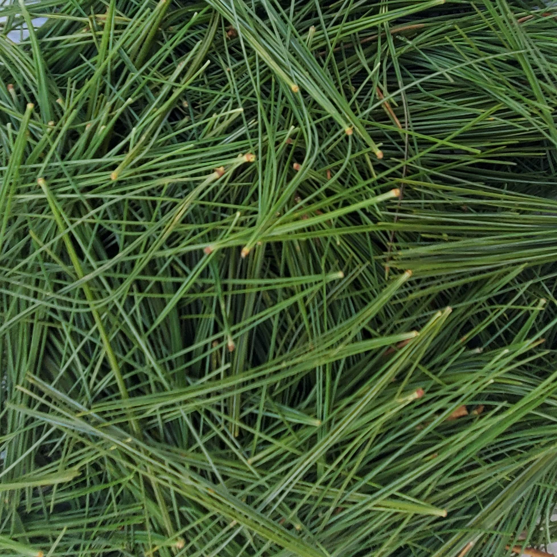 Tin Roof Treasure Fresh Natural Maine Eastern White Pine Needles 4oz