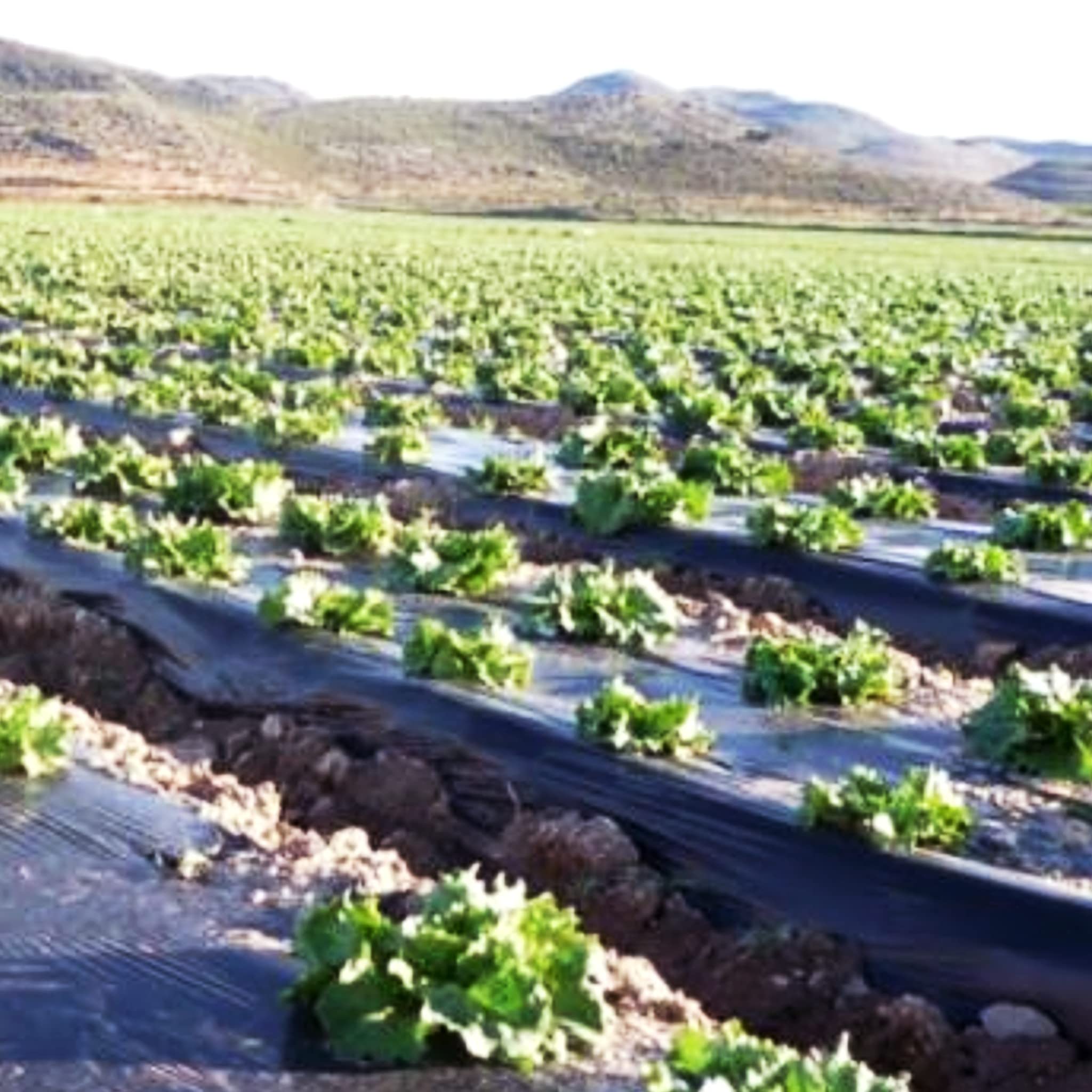 Bricoloco Acolchado para huerto Film de Polietileno Ancho 1 Metro Perforado galga 200 Perforado Especial Cultivo de Tomates. (650 Metros)