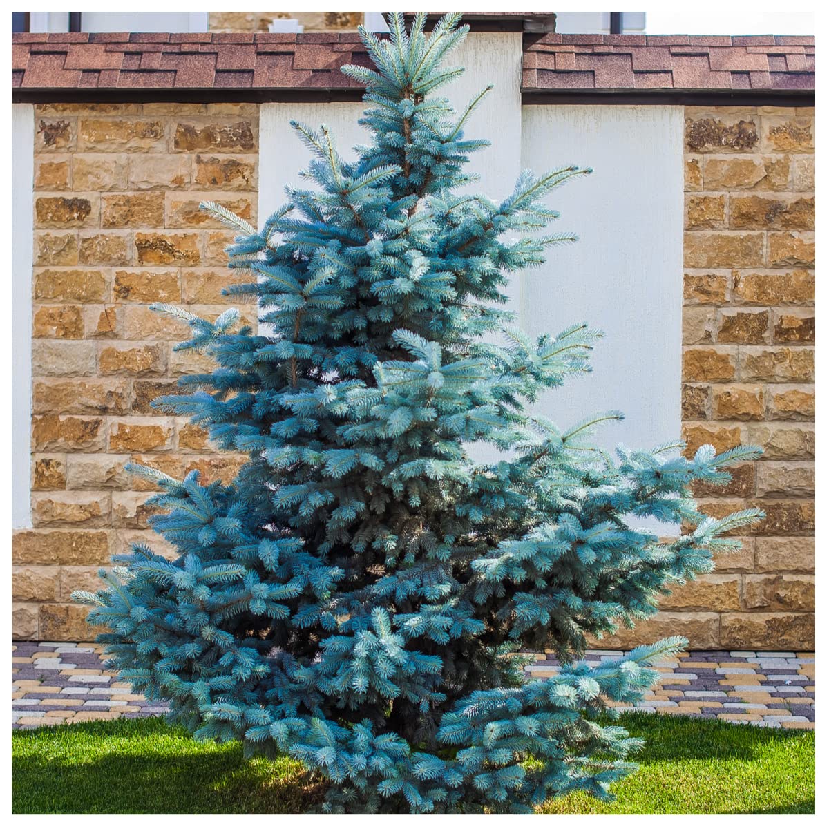 3 Blue Spruce Xmas Tree,Picea Pungens Glauca 20-30cm Lovely Blue Pine Needles 3fatpigs®