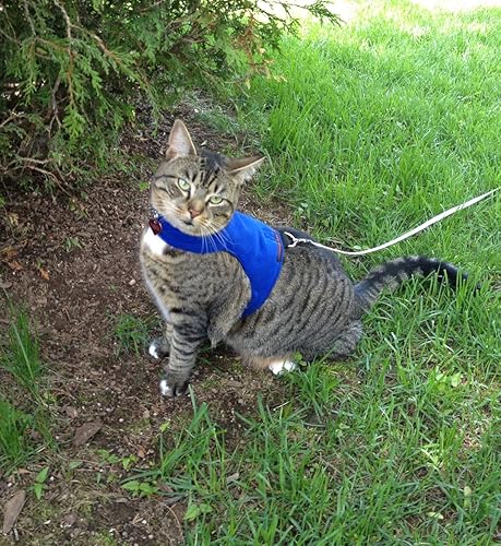 mynwood Cat/Arnés Azul chamarra De Lana Adulto