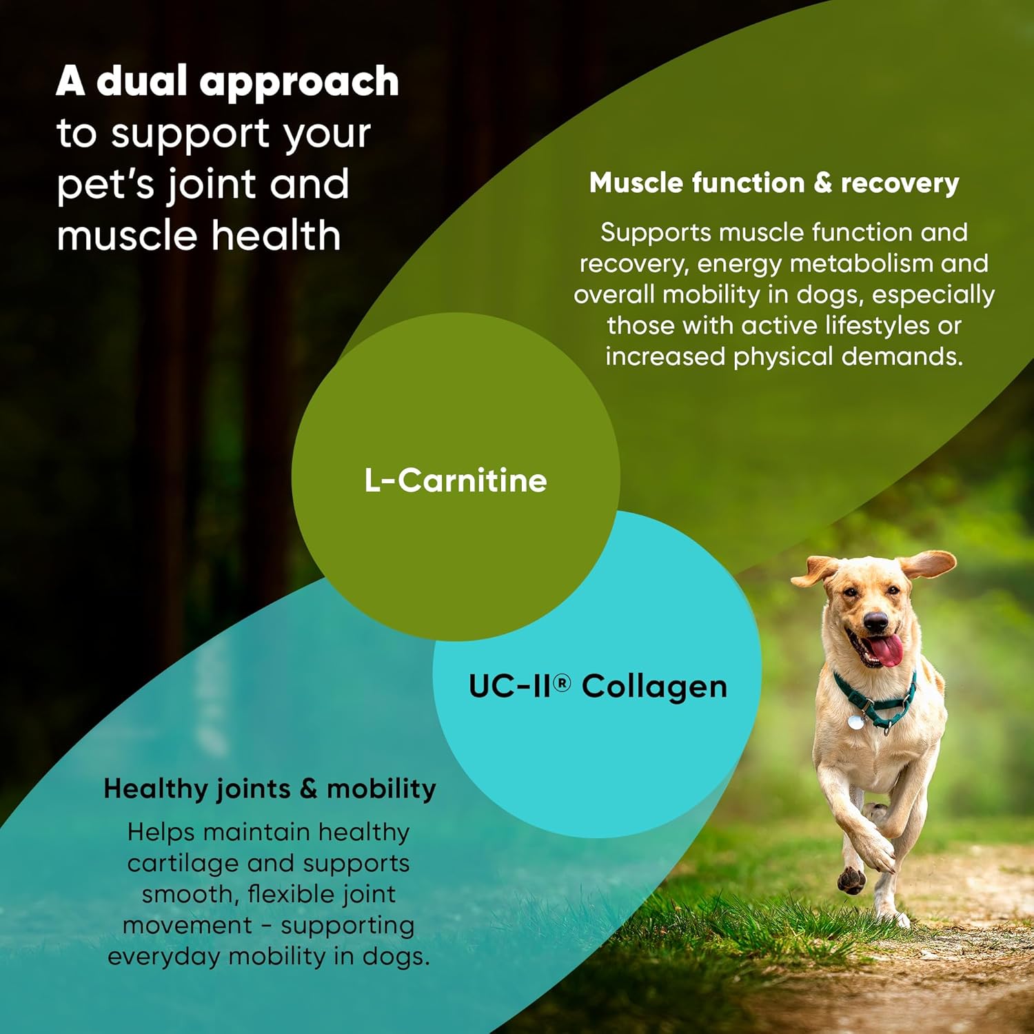 Rooted Owl Joint and Muscle Support for Large Dogs (Over 30 Lbs) - Supplement with UC-II Type II Collagen and L-Carnitine - 30 Count