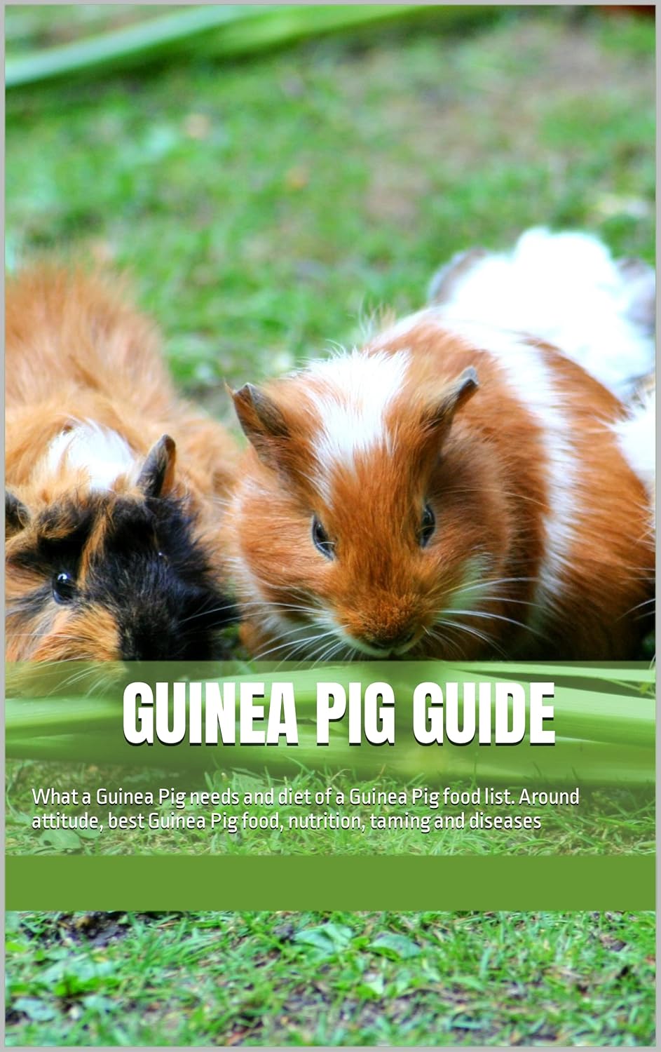 Guinea pig Guide What a Guinea Pig needs and diet of a