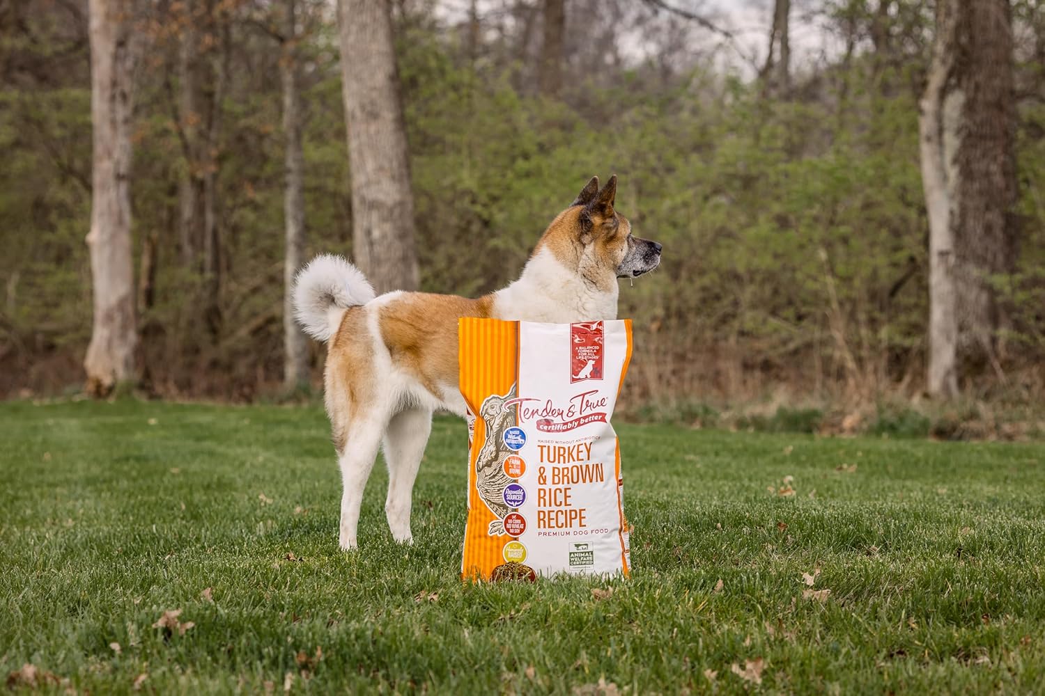 Turkey & Brown Rice Recipe Dry Dog Food