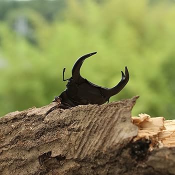 クオリコウカ SEGA - ムシキング 超神化4弾 SGR オウゴンオニクワガタ キラ