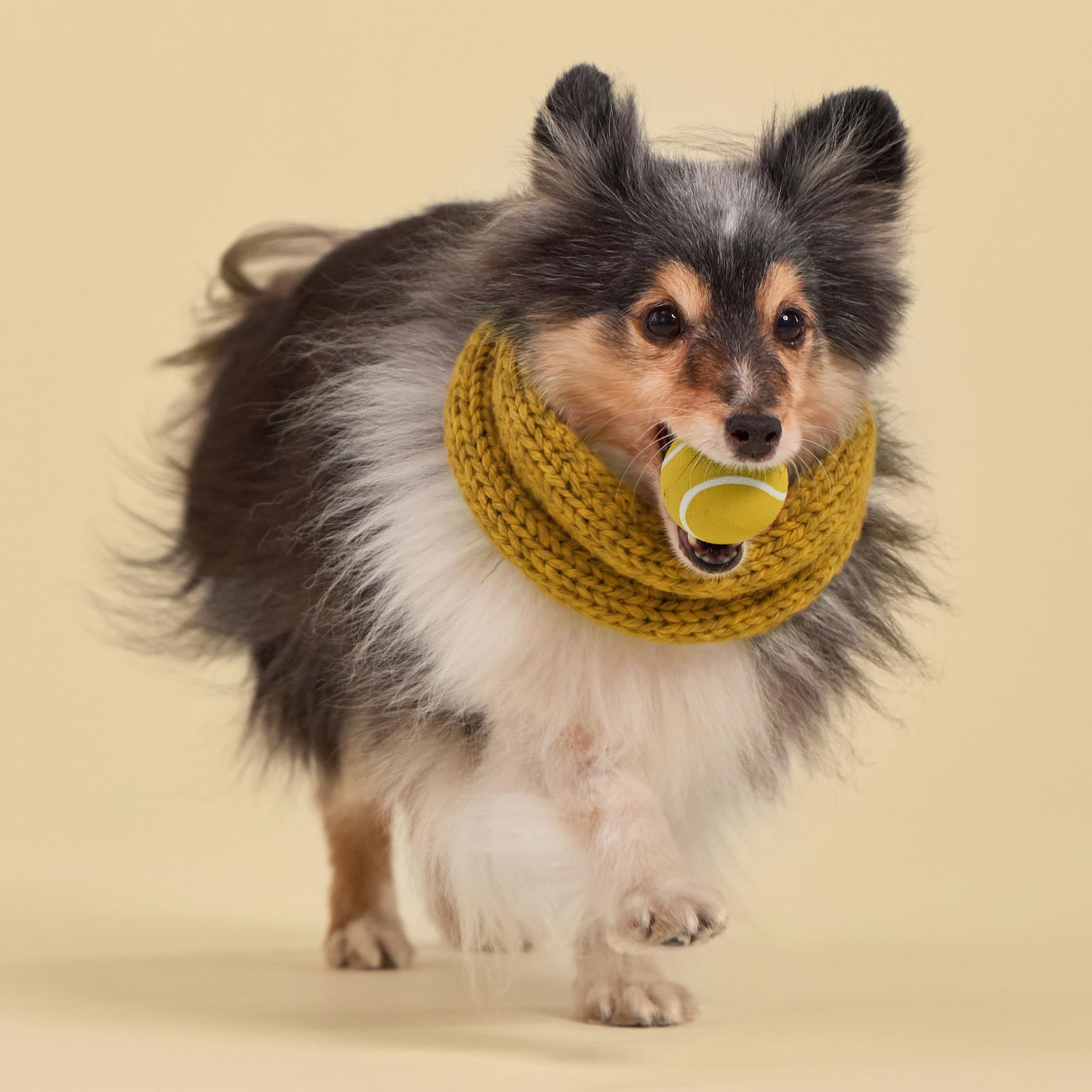 Playology Hundespielzeug | Quietschender Kaustab für Hunde, Vorteilspackung | Apfelwein duftendes kleines Apportierspielzeug | Quietschendes Kauspielzeug für Hunde | Limitierte Auflage Herbstduft