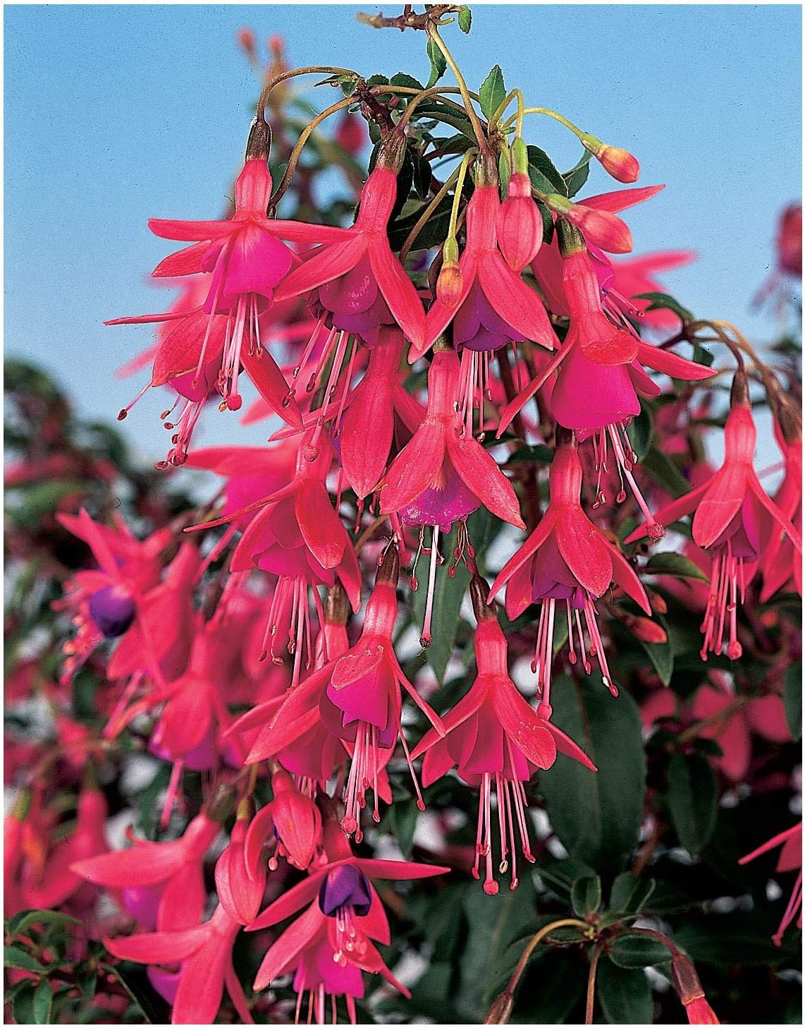 GrowOn Shrubs Hardy Dwarf Fuchsia 'Tom Thumb' | Deciduous Shrub | Outdoor Garden Ready Plant | Summer and Autumn Flowering | Red, Mauve Purple Flowers