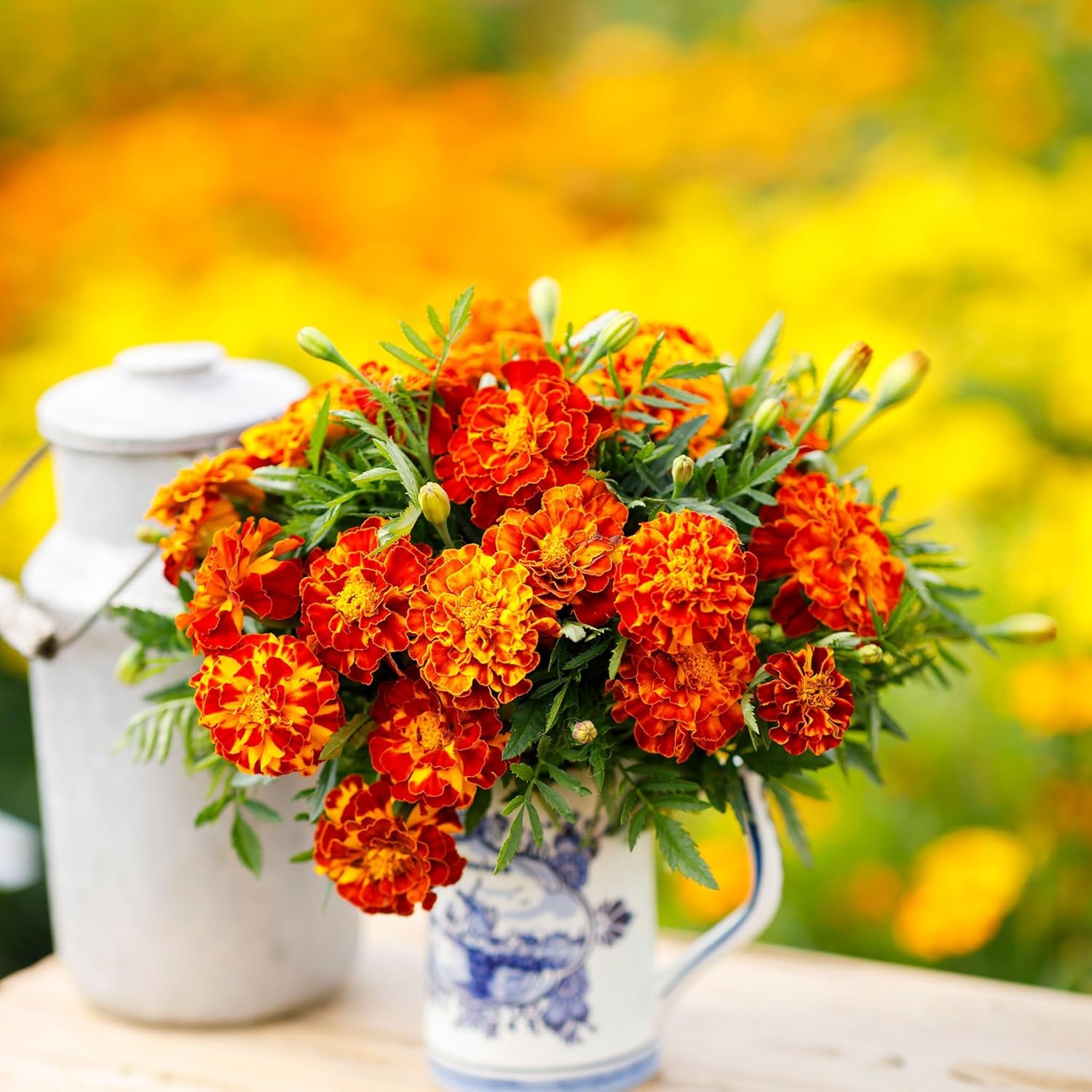 Eden Brothers French Marigold Seeds - Sparky Mix