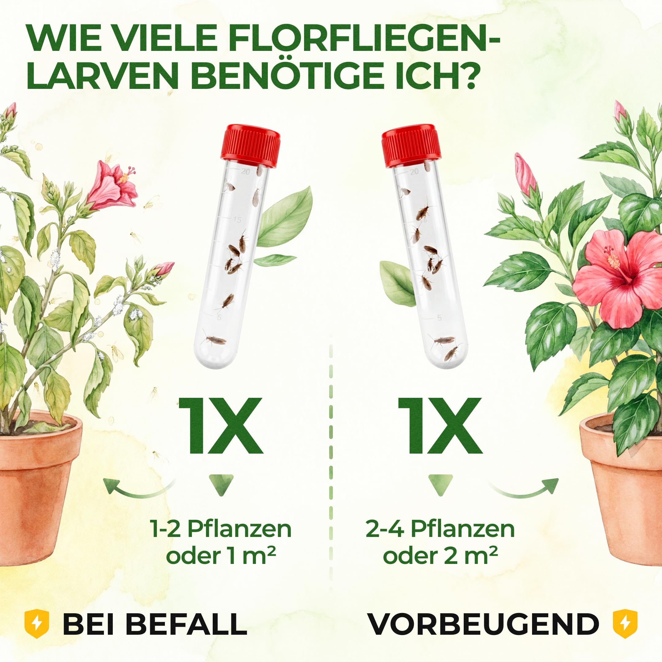 GREEN GUARDIA Braune Florfliegen (Micromus angulatus) 2X Röhrchen für ca. 4m² - Nützlinge gegen Blattläuse, Spinnmilben, Thripse & Weiße Fliegen