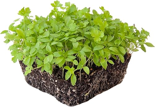 Semillas de microgreens de perejil 1 libra 288,000 semillas Cultivar hojas de hierbas de perejil sin OMG Semillas de primera calidad Alta tasa Semillas de microgreens de perejil 1 libra 288,000 semillas Cultivar hojas de hierbas de perejil sin OMG Semillas de primera calidad Alta tasa