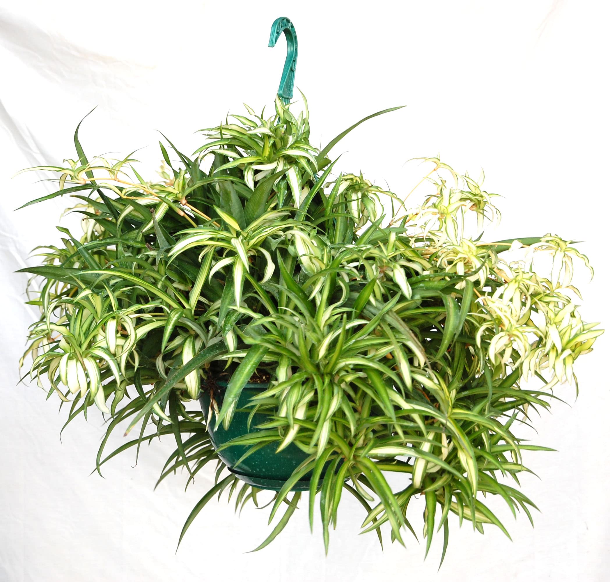 Hawaiian Spider Plant Hanging Basket 10 Inch