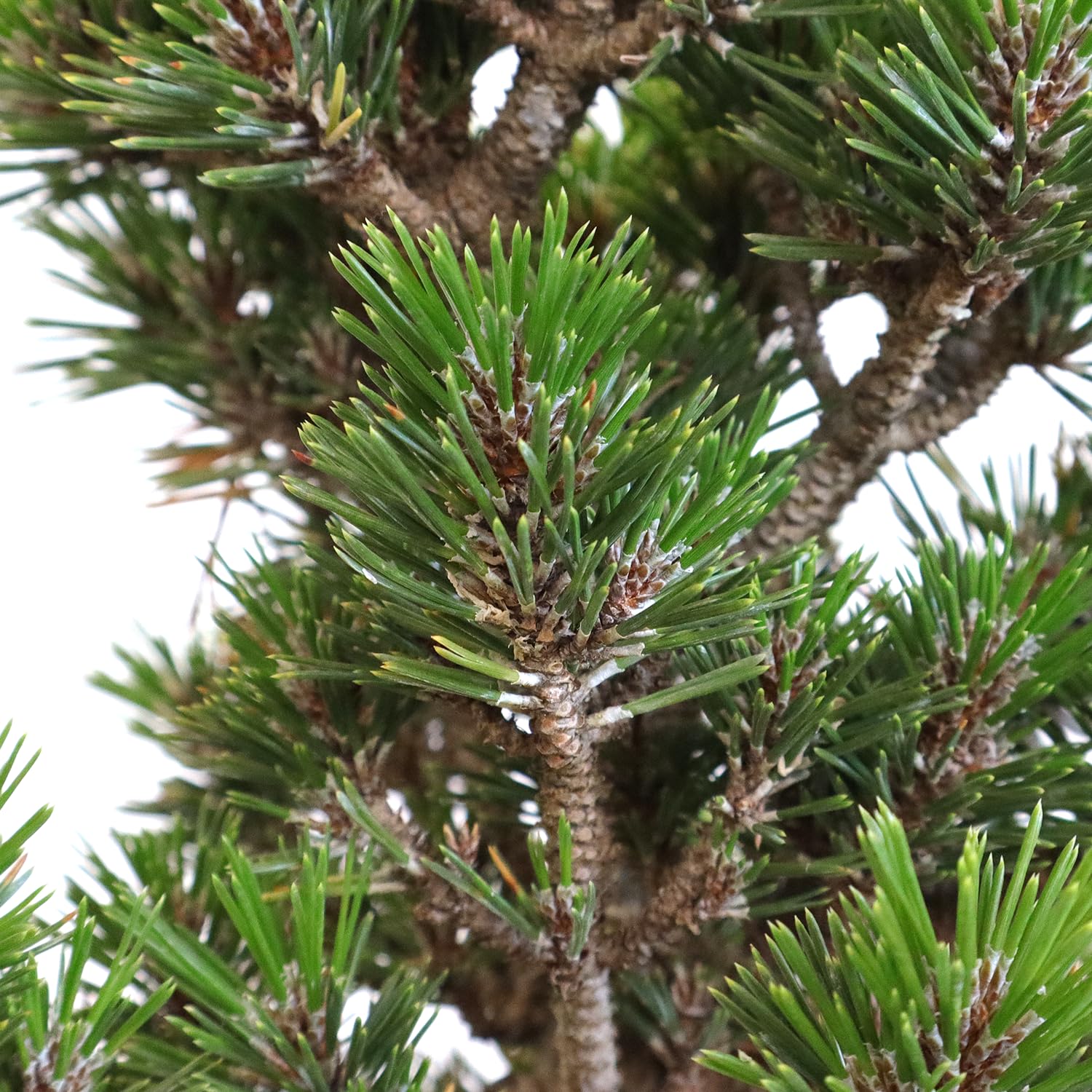 KENTIS - Bonsái Pinus Thunbergii Kotobuki Cultivado en Japón - Pino Negro- Planta Real de Exterior - Maceta de Cerámica de 15 cm