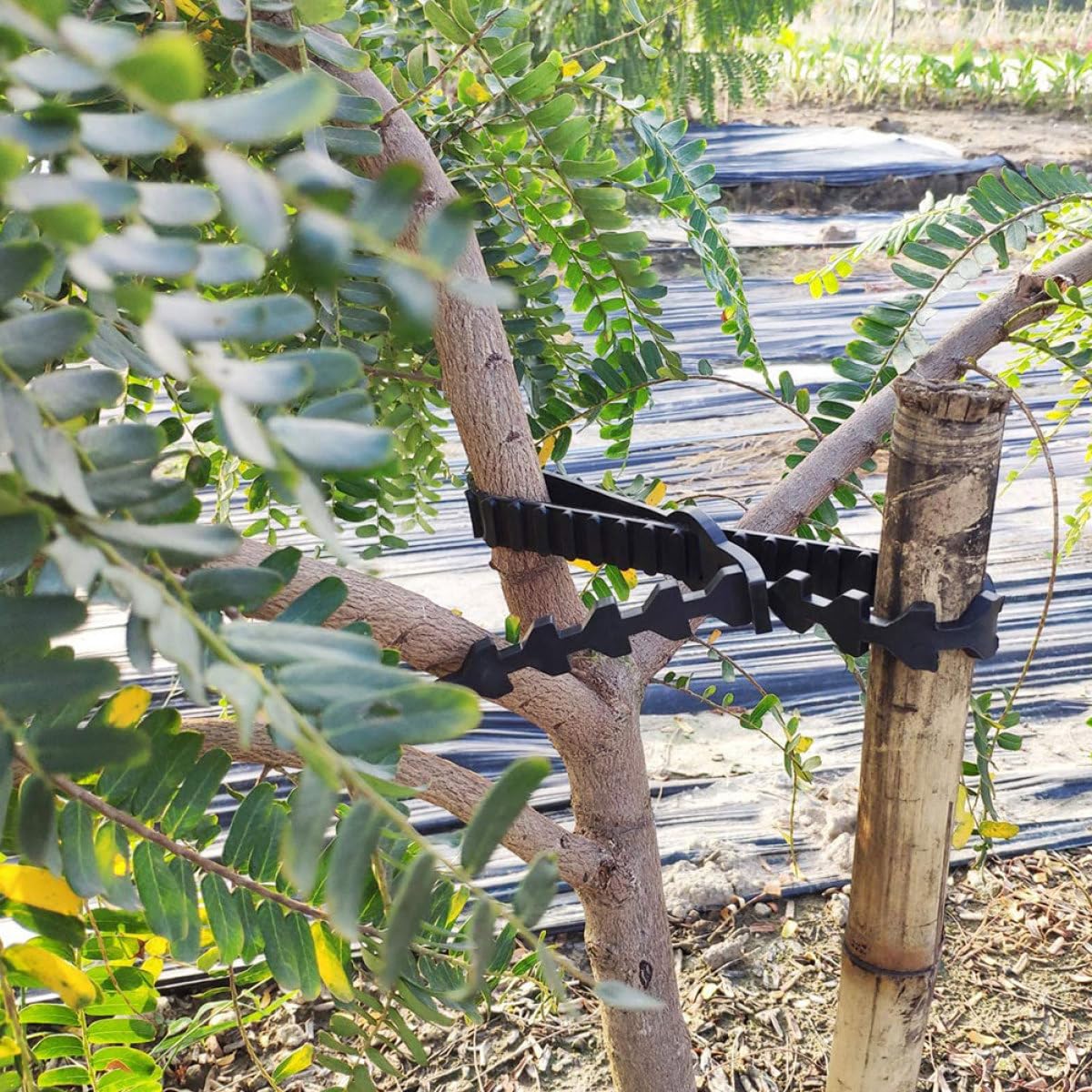 10 Stück Verstellbare Gummi Astbinder für Obstbäume Robuste Baumbindegurte zur Astfixierung Wiederverwendbare Pflanzenbinder für Garten und Baumschutz