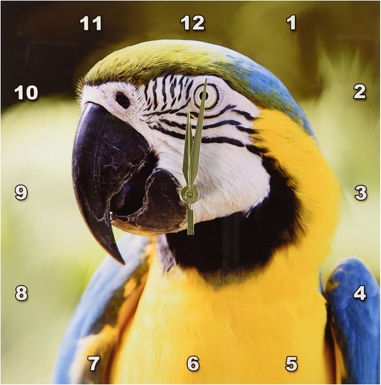 3drose Parrot Wall Clock, 10 by 10-Inch