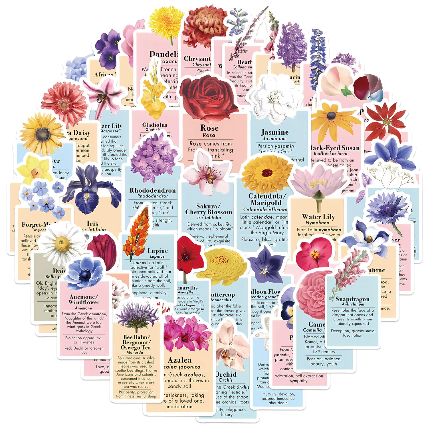 Amazon.co.jp: 花言葉 language of flowers 英語 花 花の名前 花屋