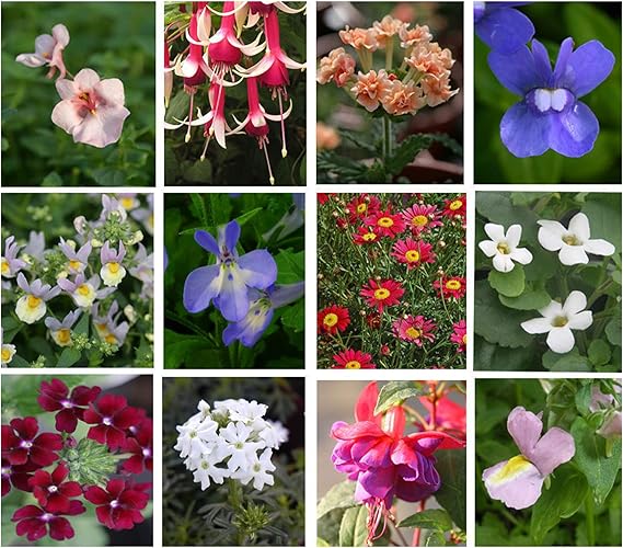 10 Hanging Basket Summer Plug Plants, Ideal Mix of Plug Plants for
