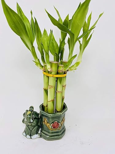 Miniatura 2 de Pequeño arreglo de bambú de la suerte feliz elefante favor único de jmbamboo