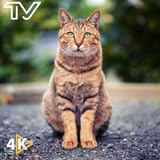 猫のハーモニー: 猫の穏やかな雰囲気でストレス解消と集中力を高めます