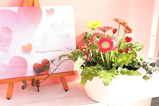 Amazon Co Jp ハルディン バレンタイン ガーベラ キャンディポップ3色植え 白鉢 寄せ植え鉢 ホーム キッチン