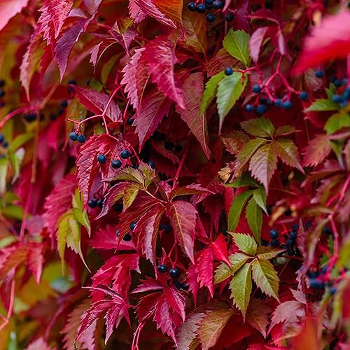 Miniatura 3 de YEGAOL Garden - Semillas de enredadera de Virginia Parthenocissus Quinquefolia para paredes, enrejados y cercas para exteriores, 30 semillas de