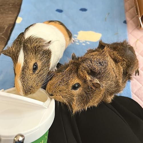 Miniatura 4 de GuineaDad Copos de guinea Pig Pea Flakes  Comida para conejillo de indias  1 paquete de 6.2 onzas  Serie nutritiva de copos de guisantes para