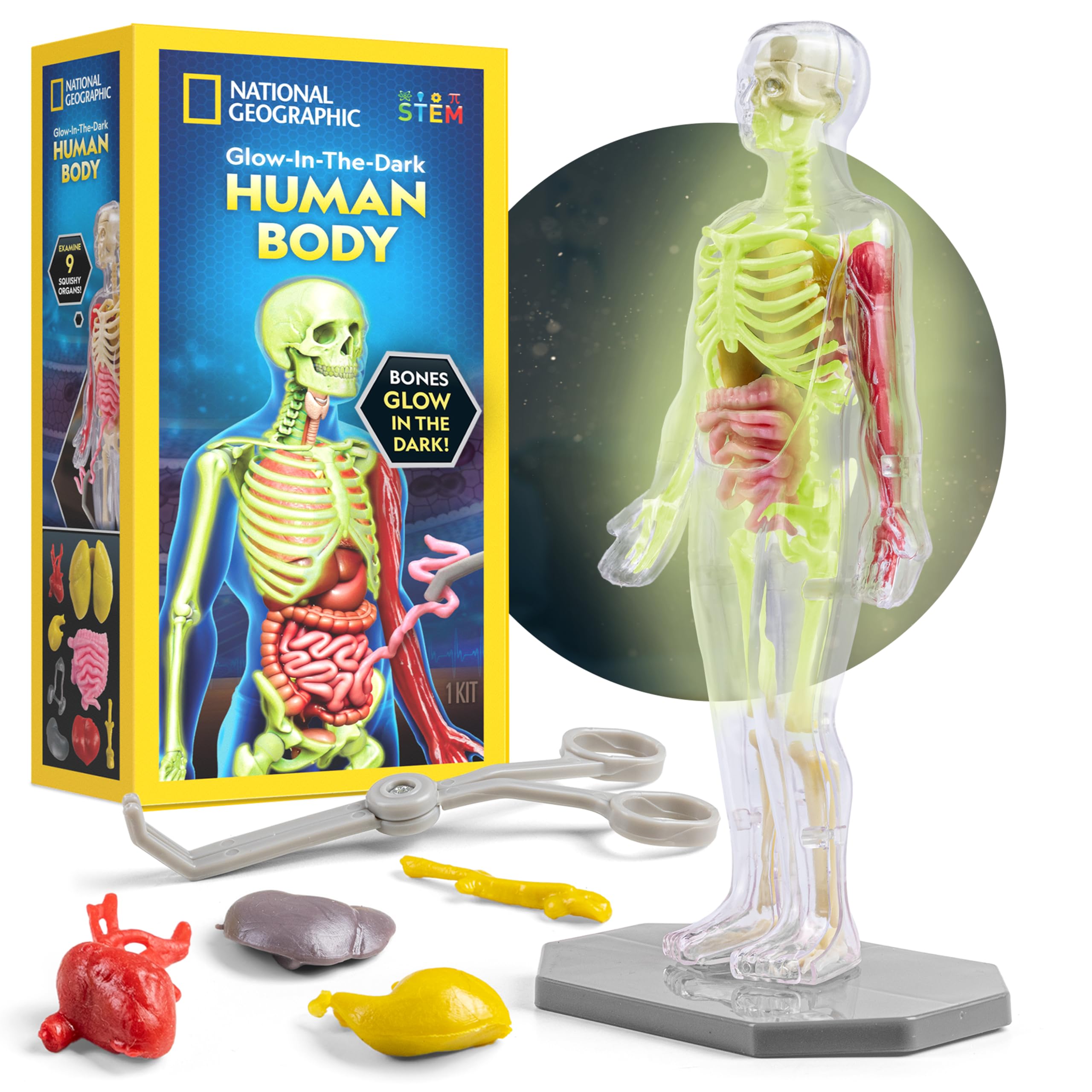 National Geographic Human Body Model for Kids 32-Piece Anatomy Set 32-Piece Anatomy Model